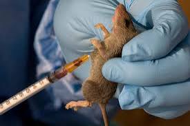 Dr. Oshiomhole Alerts of Lassa Fever Outbreak in Edo, Says 41 Lives Lost in 2024