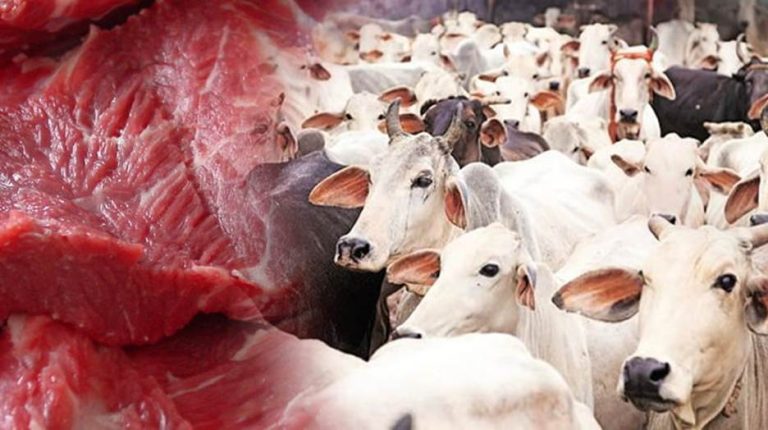 Ghana Mayor Goes Tough On Open Grazing, Warns Stray Cows will Be Slaughtered, Fed to Prisoners