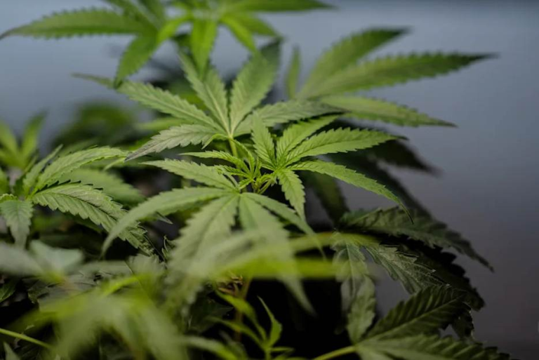 US Supreme Court Rules It’s Not A Crime For Marijuana Users To Have Guns