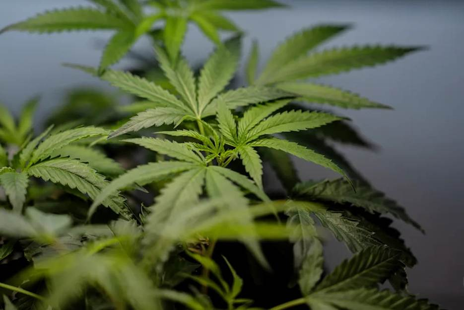 US Supreme Court Rules It’s Not A Crime For Marijuana Users To Have Guns
