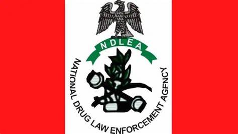 Edo NDLEA Seizes Drugs Worth N777m, 300-Level AAU Female Student Among 209 Suspected Traffickers Arrested  